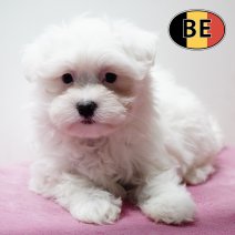 Maltezer 231225 F (BE6124) 270225.JPG