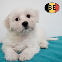 Maltezer 231225 M (BE6174) 270225.JPG