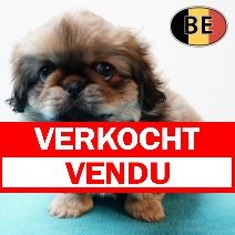 Pekingees 171125 M(BE3097)  140126 verkocht - vendu.jpg