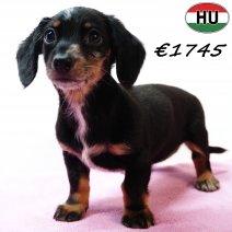 Teckel 021125 F(HU2430) 040326.jpg