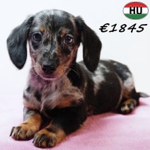 Teckel 021125 F(HU2439) 040326.jpg