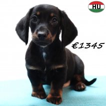 Teckel 021125 M(HU2425) 040326.jpg