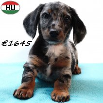 Teckel 021125 M(HU2437) 040326.jpg