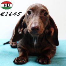 Teckel 081125 M(HU2406) 040326.jpg