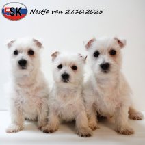 Nest West Highland White Terrier pups 271025 (SK) 040326.jpg