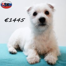 West Highland White Terrier 271025 M(SK1164) 040326.jpg
