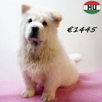 Chow Chow 141025 F(HU8974) 040326.jpg