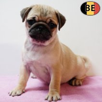 Mopshond 070126 F(BE2750) 040326.jpg