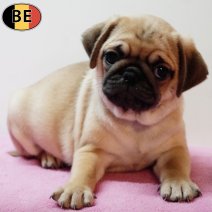 Mopshond 070126 F(BE3717) 040326.jpg