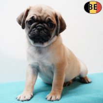 Mopshond 070126 M(BE1456) 040326.jpg