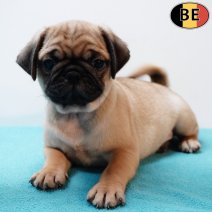 Mopshond 070126 M(BE2082) 040326.jpg