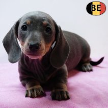 Teckel 070126 F(BE1138) 040326.jpg