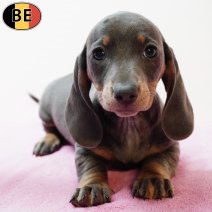 Teckel 070126 F(BE3076) 040326.jpg