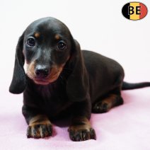 Teckel 070126 F(BE5332) 040326.jpg