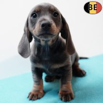 Teckel 070126 M(BE2006) 040326.jpg