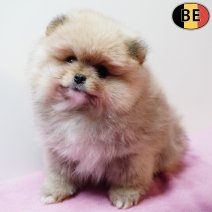 Dwergkees 060126 F(BE2840) 040326.jpg