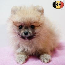 Keesje 060126 F(BE3007) 040326.jpg