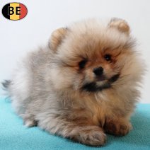 Keesje 060126 M(BE1752) 040326.jpg