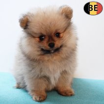 Keesje 060126 M(BE3284) 040326.jpg