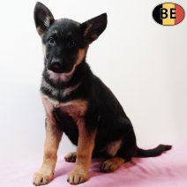 Duitse Herder 281225 F(BE6026) 040326.jpg