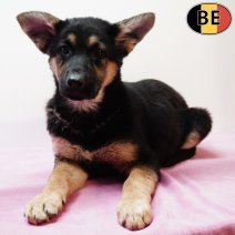 Duitse Herder 281225 F(BE6080) 040326.jpg