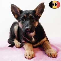 Duitse Herder 281225 F(BE6152) 040326.jpg