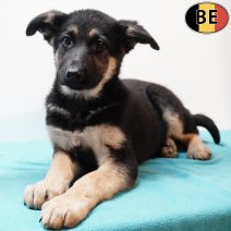 Duitse Herder 281225 M(BE6042) 040326.jpg