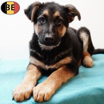 Duitse Herder 281225 M(BE6089) 040326.jpg