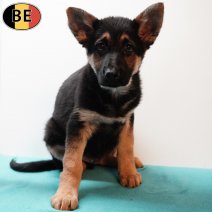 Duitse Herder 281225 M(BE6100) 040326.jpg