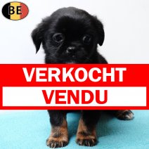 Yorkinese (York X Pekingees) 111225 M(BE5942) 020326 verkocht - vendu.jpg