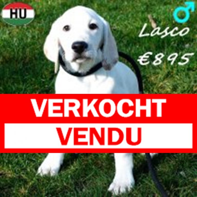 Verkocht Lasco