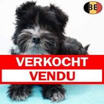 Schnoodle (Poedel X Schnauzer) 011125 M(BE6013) 040226 verkocht - vendu.jpg