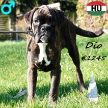 Boxer Dio 041025 M(HU5644) 060326.jpg