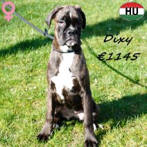 Boxer Dixy 041025 F(HU7612) 060326.jpg