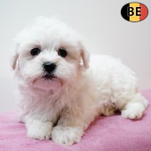 Maltezer 070126 F(BE5993) 060326.jpg