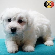 Maltezer 070126 M(BE1170) 060326.jpg