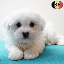 Maltezer 070126 M(BE5950) 060326.jpg