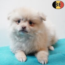 Keesje 010126 M(BE5938) 060326.jpg