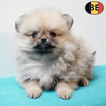 Keesje 010126 M(BE5941) 060326.jpg