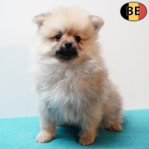 Keesje 010126 M(BE5997) 060326.jpg