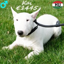 Mini Bull Terrier Kai 010925 M(HU7251) 060326.jpg