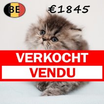 Britse Langhaar 030126 M1 (BE) 180226 verkocht - vendu.jpg