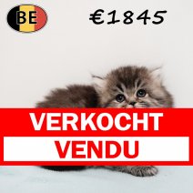 Britse Langhaar 030126 M2 (BE) 180226 verkocht - vendu.jpg