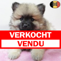 Keesje 101225 F(BE6106) 060226.verkocht-vendu.png