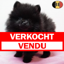 Keesje 231225 F(BE2167) 250226.verkocht-vendu.png