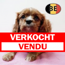 Cavalier King Charles 261125 F (BE6093) 280126.verkocht-vendu.png