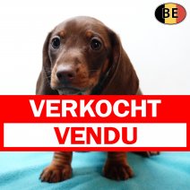 Teckel 171225 M(BE3920) 200226 verkocht - vendu.jpg