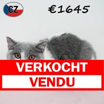 Britse Korthaar 091025 F (CZ9114) 180226 verkocht - vendu.jpg