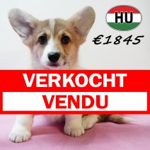 Welsh Corgi 101125 F (HU8749) 250226 verkocht - vendu.jpg