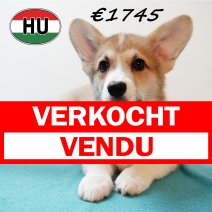 Welsh Corgi 101125 M (HU8703) 250226 verkocht - vendu.jpg